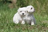 BICHON MALTAIS 051